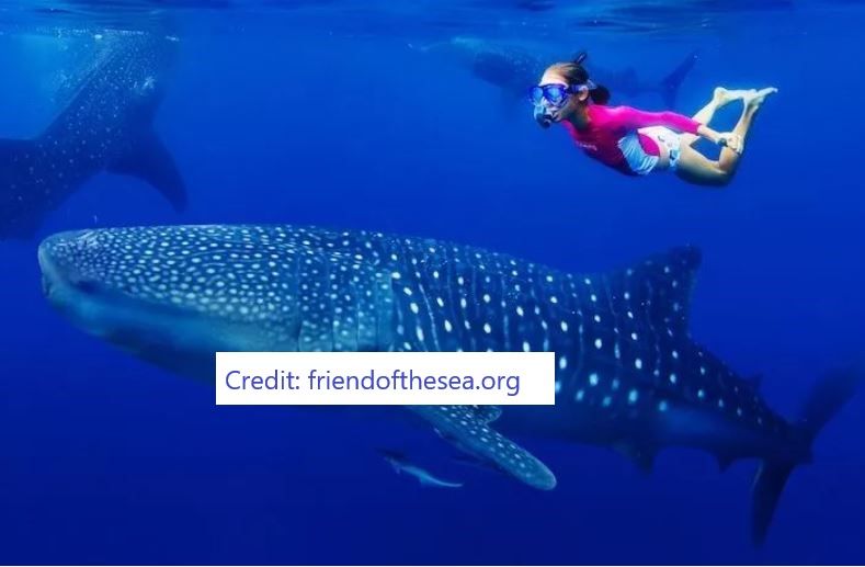 Ningaloo Reef Western Australia